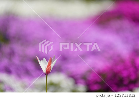 チューリップの花咲く公園　 125713812