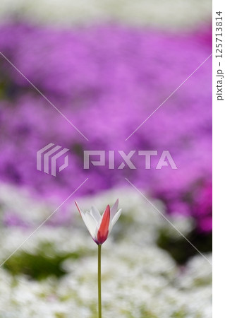 チューリップの花咲く公園　 125713814