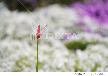 チューリップの花咲く公園　 125713815