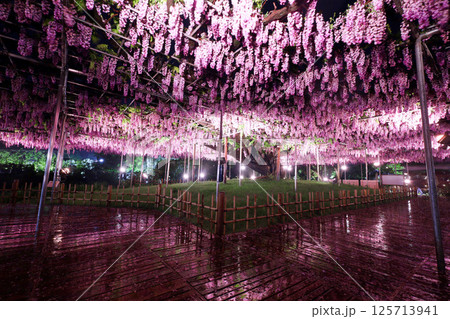 足利市　あしかがフラワーパーク　八重黒龍藤のライトアップ 125713941