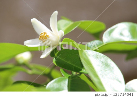 はじめて咲いたゆずの花 125714041