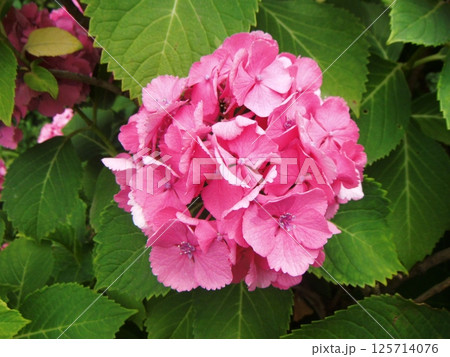 赤いあじさいの花 125714076