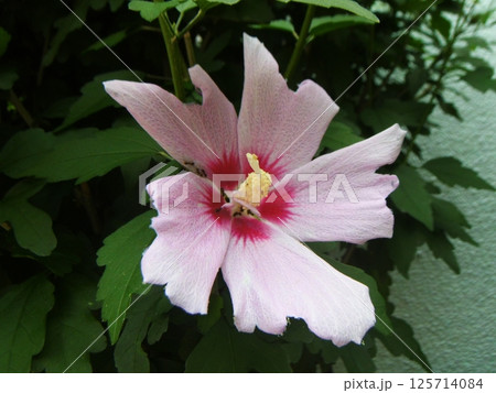 白いムクゲの花 125714084