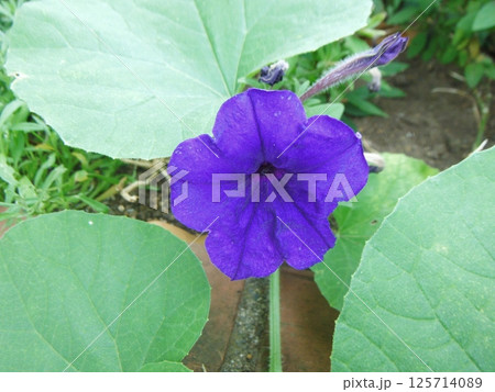 紫色の花を咲かすツクバネアサガオ 125714089