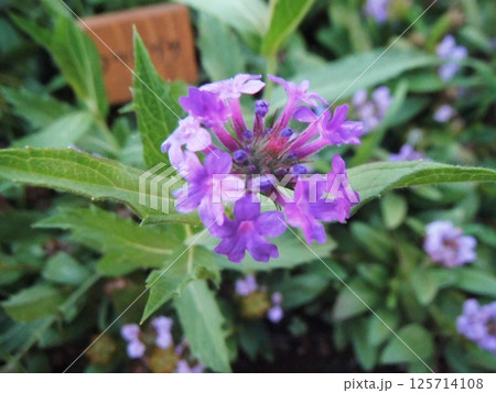 雨に濡れた紫のヘリオトロープ 雨に濡れた紫のヘリオトロープ 125714108