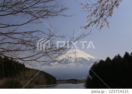 桜の間から見える冠雪した富士山 125714315