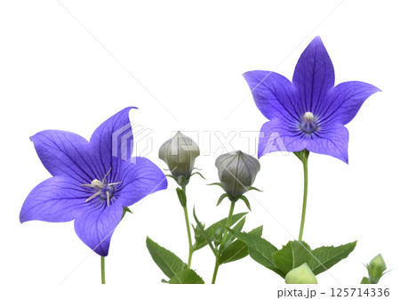 桔梗の花 秋の七草のひとつ A3 (fix撮影) 桔梗の花 秋の七草のひとつ A3 (fix撮影) 125714336