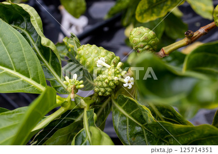 The flower of Morinda citrifolia and flower The flower of Morinda citrifolia and flower 125714351