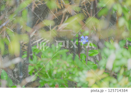 クロチクの間に咲くツルニチニチソウ 125714384