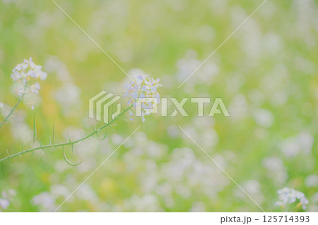 ハマダイコンの群生 125714393