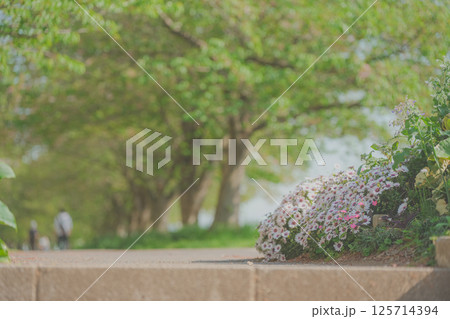 新緑とオステオスペルマム 125714394