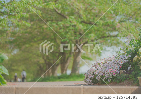 新緑とオステオスペルマム 125714395