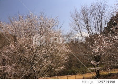 桜の間から見える冠雪した富士山 桜の間から見える冠雪した富士山 125714496