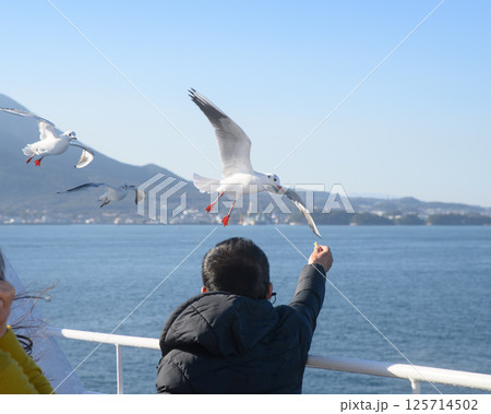 カモメ　フェリー　雲仙普賢岳　島原　熊本 125714502