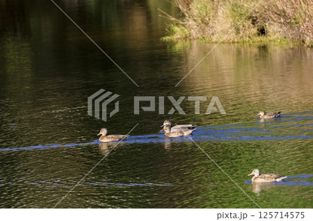 ため池の秋景色　秋色の池を泳ぐ鴨 125714575