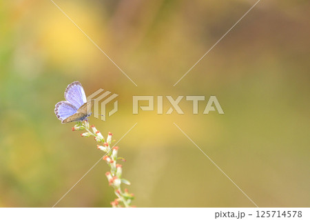 秋色の森の草に止まるイカルスヒメシジミ 125714578