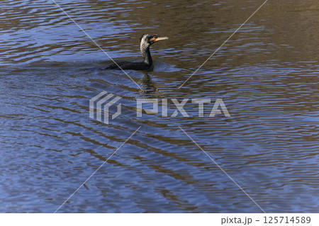 秋のため池の水面を泳ぐ鵜 125714589