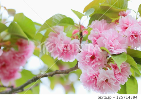 満開の八重桜（関山）のクローズアップ 【白背景】 125714594