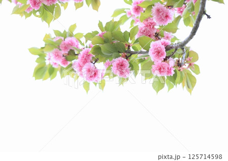 満開の八重桜（関山） 【白背景】 125714598