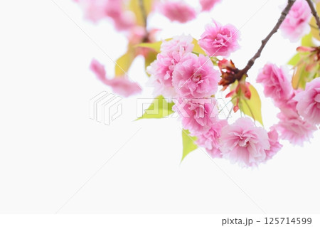 満開の八重桜（普賢象）のクローズアップ 【白背景】 125714599