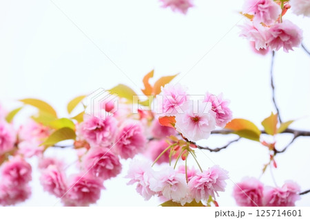 満開の八重桜（普賢象） 【白背景】 125714601