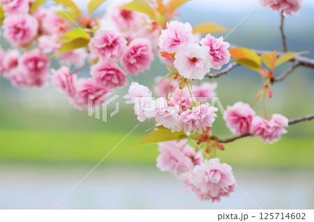 天龍峡八重桜街道の満開の八重桜（普賢象） 125714602