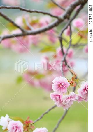 天龍峡八重桜街道の満開の八重桜(普賢象) 天龍峡八重桜街道の満開の八重桜(普賢象) 125714605