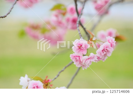 天龍峡八重桜街道の満開の八重桜（普賢象） 125714606