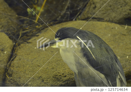 ゴイサギ 125714634