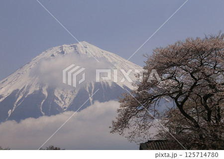 桜の間から見える冠雪した富士山 桜の間から見える冠雪した富士山 125714780