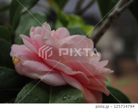 雨上がりに一際ピンク色が鮮やかにさえる可憐な乙女椿 雨上がりに一際ピンク色が鮮やかにさえる可憐な乙女椿 125714794