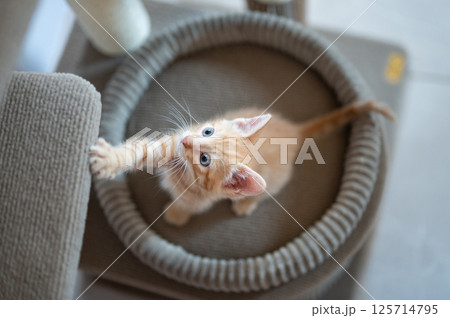Playful orange kitten reaching for toy in cozy indoor setting Playful orange kitten reaching for toy in cozy indoor setting 125714795