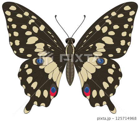 Elegant Swallowtail Butterfly Vector Illustration 125714968