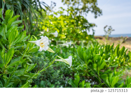 宮古島　ビーチ沿いにひっそりと咲くテッポウユリ 125715313