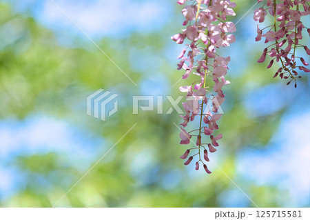 美しいピンクの藤の花 美しいピンクの藤の花 125715581