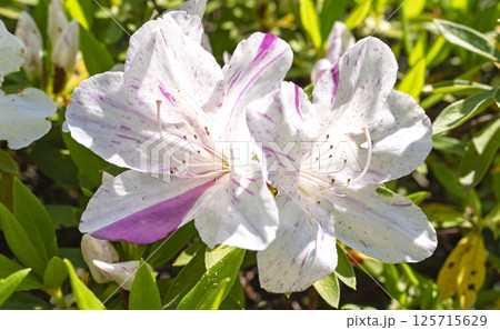 白とピンクのツツジの花 125715629
