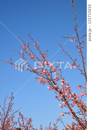 聖崎公園の河津桜 125715658