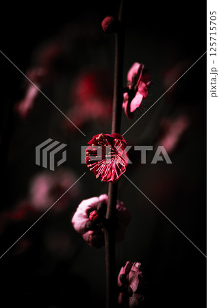 闇夜に灯る紅の花 125715705