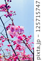 桜 125715747