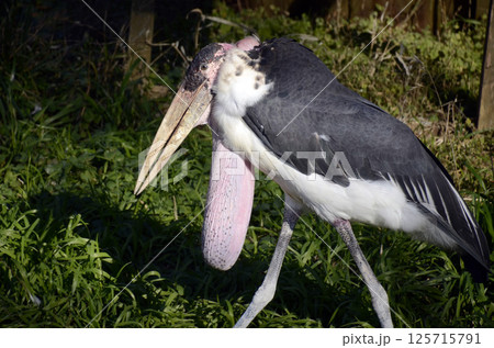 アフリカハゲコウ 125715791