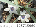 原種チューリップ、アルバコエルレアオクラータ / Albacoerulea oculata 125715960