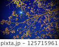 夜空と木の実＋月 / Night sky and nuts + moon 125715961