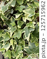 緑鮮やかなアイビーの葉 / Vibrant green ivy leaves 125715962