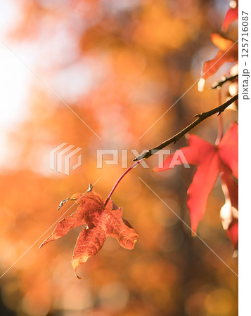 紅葉した葉 紅葉した葉 125716087