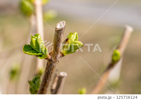紫陽花の新芽~春の日~ 紫陽花の新芽~春の日~ 125716124