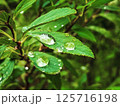 雨上がりの葉と水滴01 / Leaf with Raindrops After Rain 01 125716198