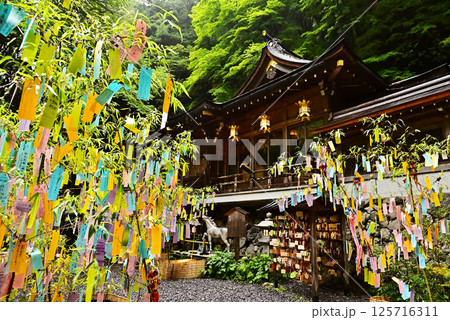 新緑の京都貴船神社　七夕笹飾りライトアップ　京都観光スポット 125716311