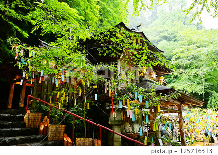 新緑の京都貴船神社　七夕笹飾りライトアップ　京都観光スポット 125716313