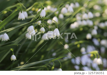 春の庭に咲く白い小さな釣鐘状の花びらの先端に緑の斑点のあるスノーフレークの花 125716351