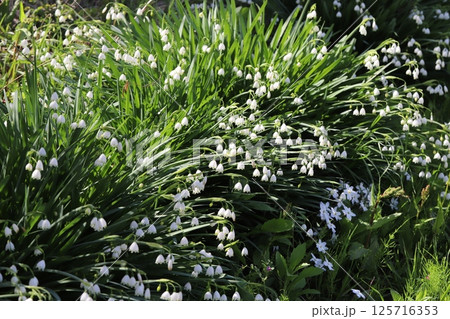 春の庭に咲く白い小さな釣鐘状の花びらの先端に緑の斑点のあるスノーフレークの花 125716353